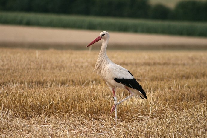 Cigogne Blanche