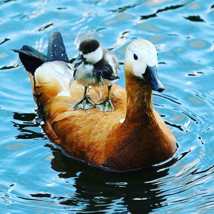 Семейство Утиные (Anatidae)