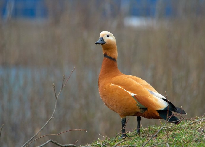 Огарь Байкальский