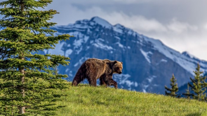 Бурый медведь Горная Шория