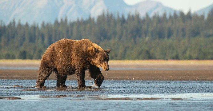 Гималайский медведь Приморский край