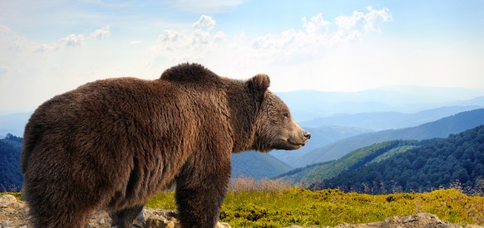 Гризли в горах