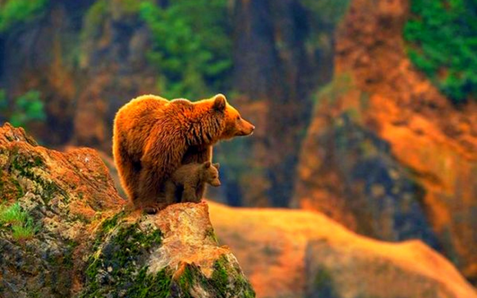 Бурый медведь в тайге России