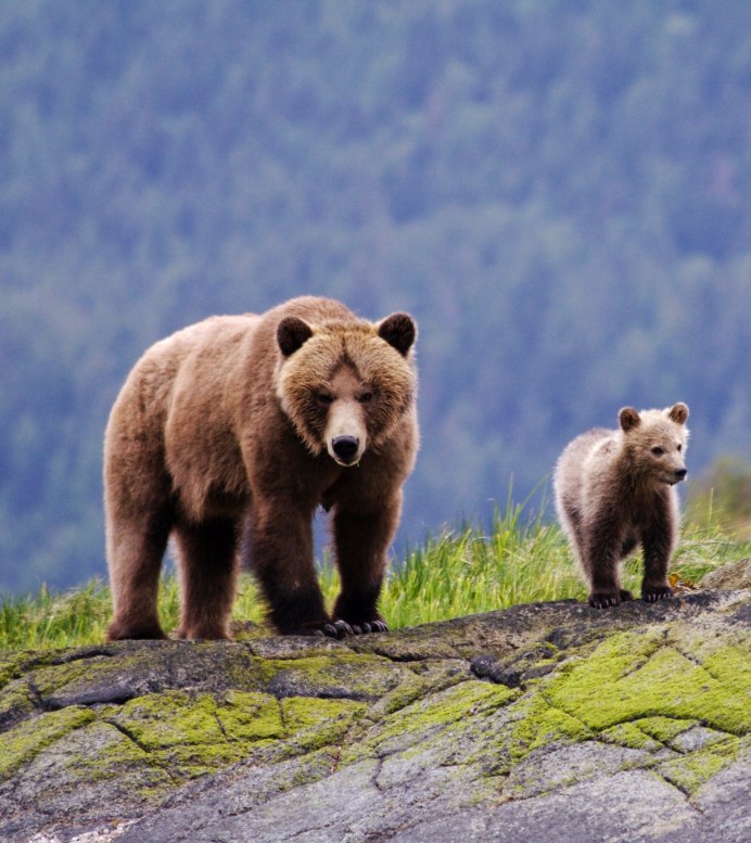 Кавказский биосферный заповедник бурый медведь