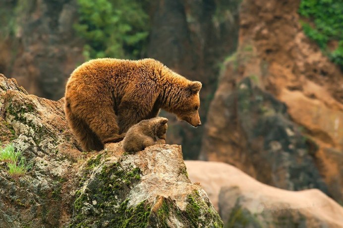 Медведь Гризли в Канаде