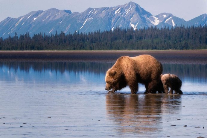 Бурый медведь на Аляске