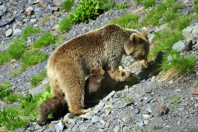 Алтайский биосферный заповедник животные