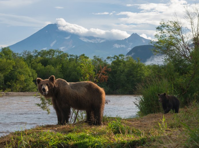 Гризли североамериканский бурый медведь