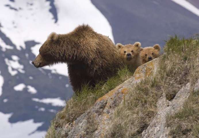 Бурый медведь Камчатки