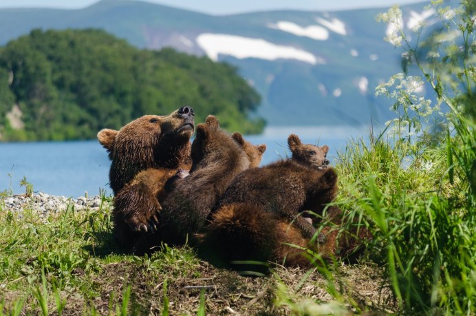 Бурый медведь Алтайского края