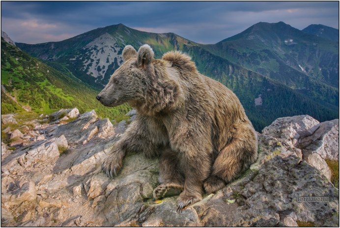 Бурый медведь Алатау