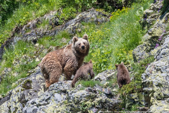 Бурый медведь Вишерский заповедник