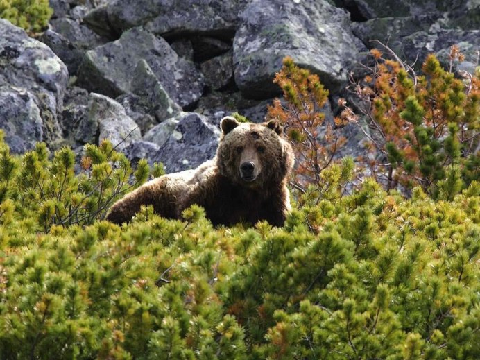 Гризли североамериканский бурый медведь