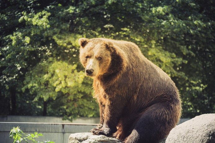 Пиренейский медведь