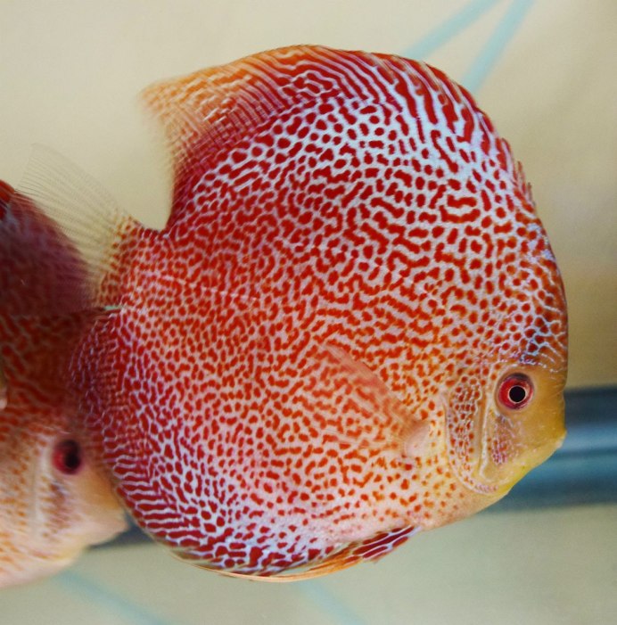 Symphysodon aequifasciatus