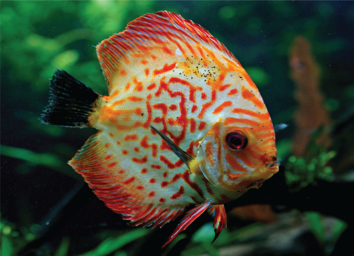 Symphysodon aequifasciatus