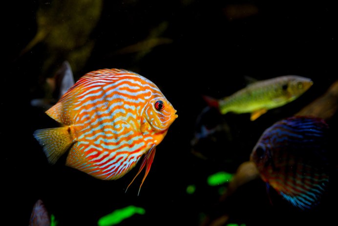 Дискус Хеккеля (Symphysodon Discus)