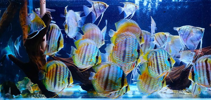 Дискус. Symphysodon