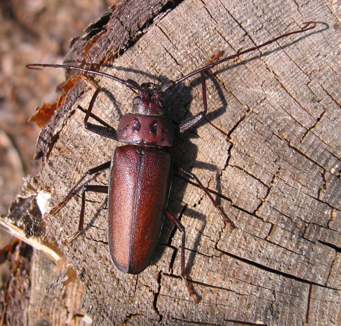 Жук древесный Точильщик