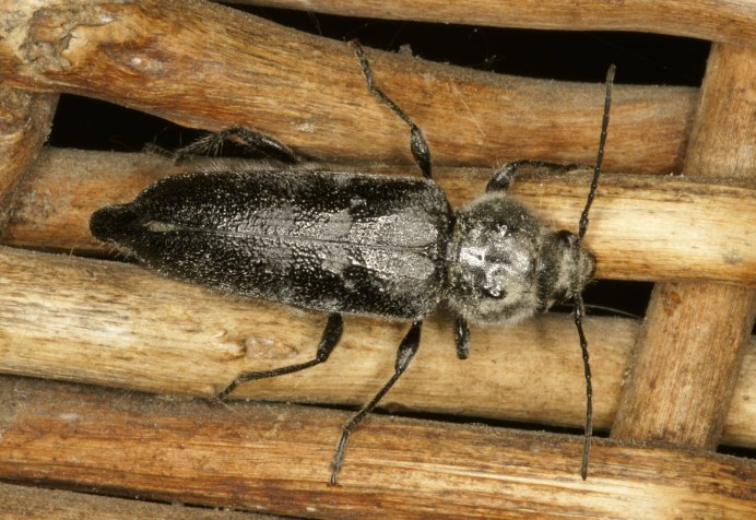 Жук короед усач