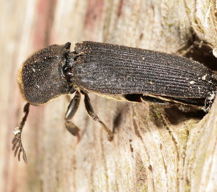 Древесный Жук короед