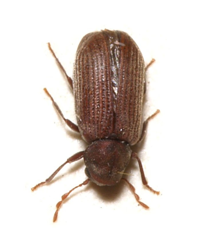 Жук шашель древесный