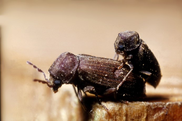 Жук древоточец долгоносик