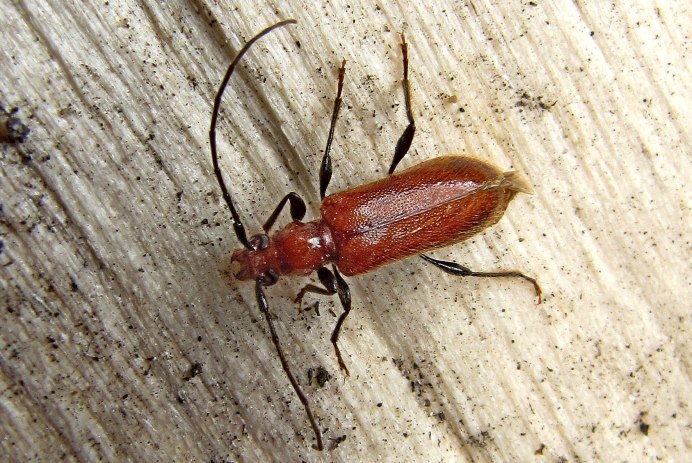 Жук короед Точильщик