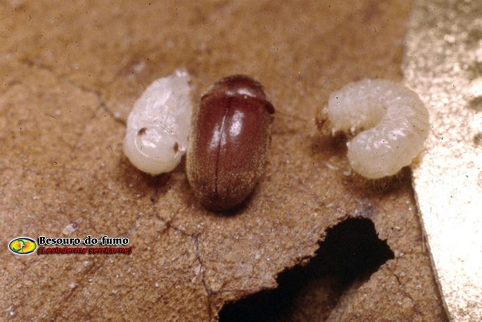 Короед Жук древоточец