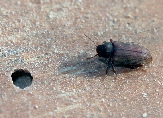 Жук хлебный Точильщик