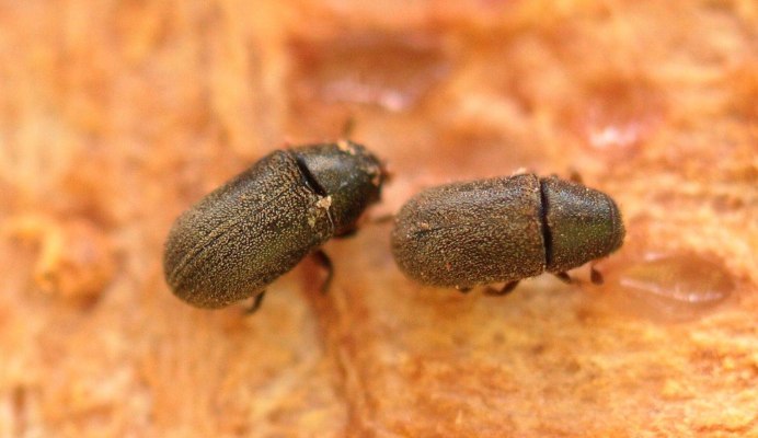 Жук черный хрущак