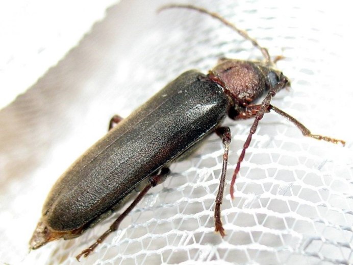 Жук древесный Точильщик