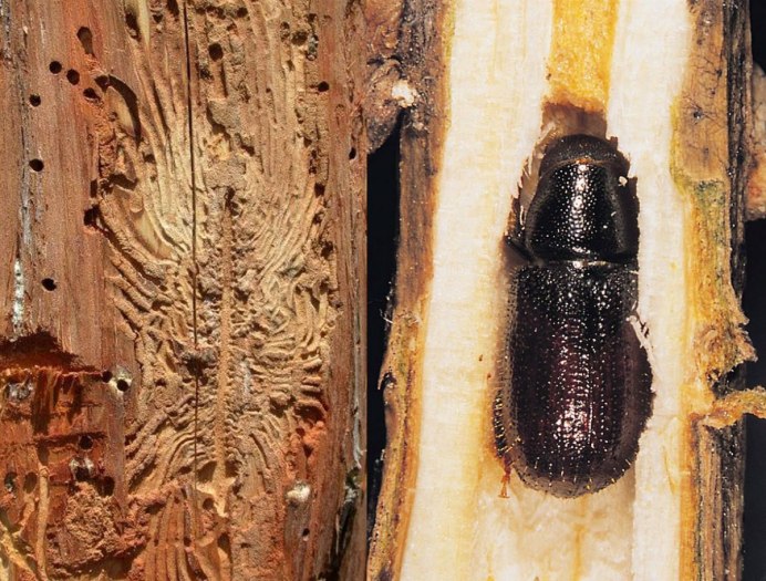 Короед Жук древоточец