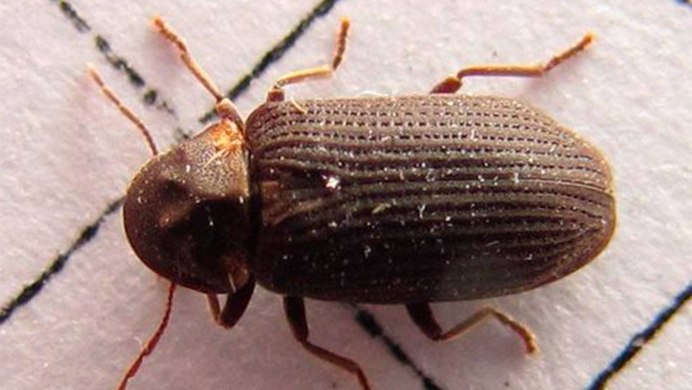 Жук короед Точильщик