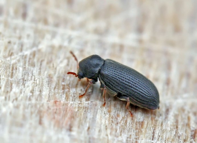 Гребнеусый Точильщик