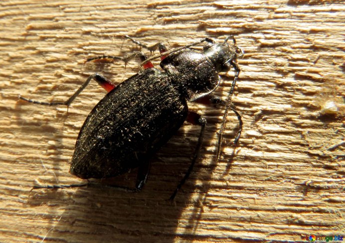 Табачный Жук Точильщик