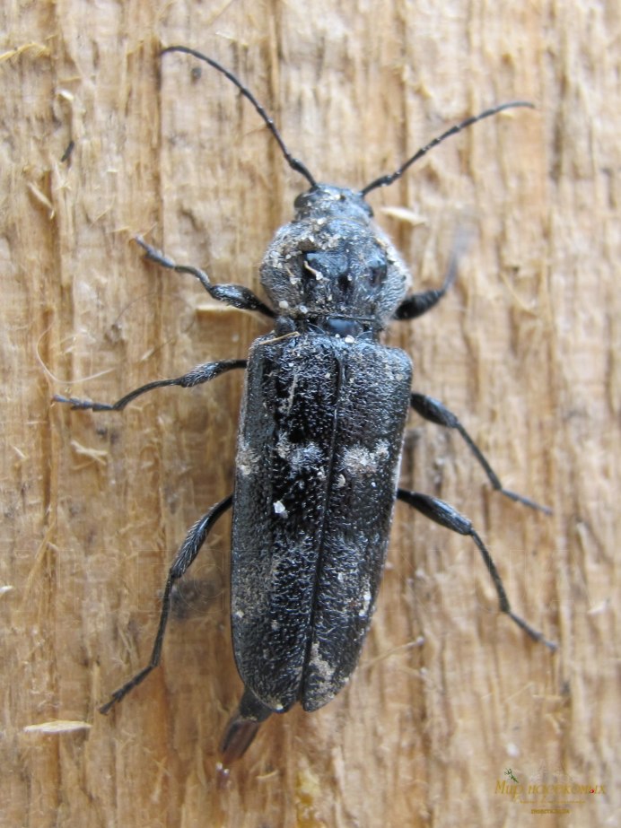 Hylotrupes bajulus Жук