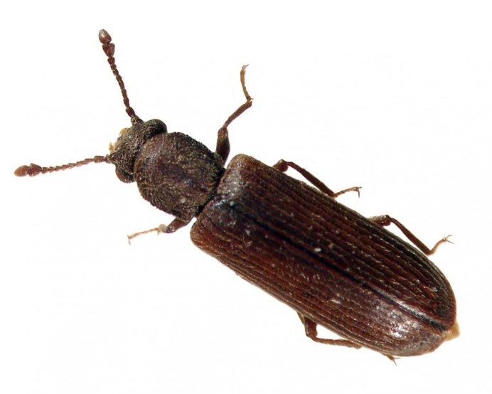 Жук Точильщик Домовой