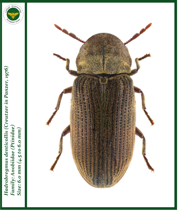 Жук древесный Точильщик