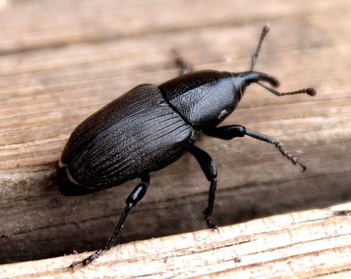 Лубоед большой Сосновый — Blastophagus piniperda (l.)