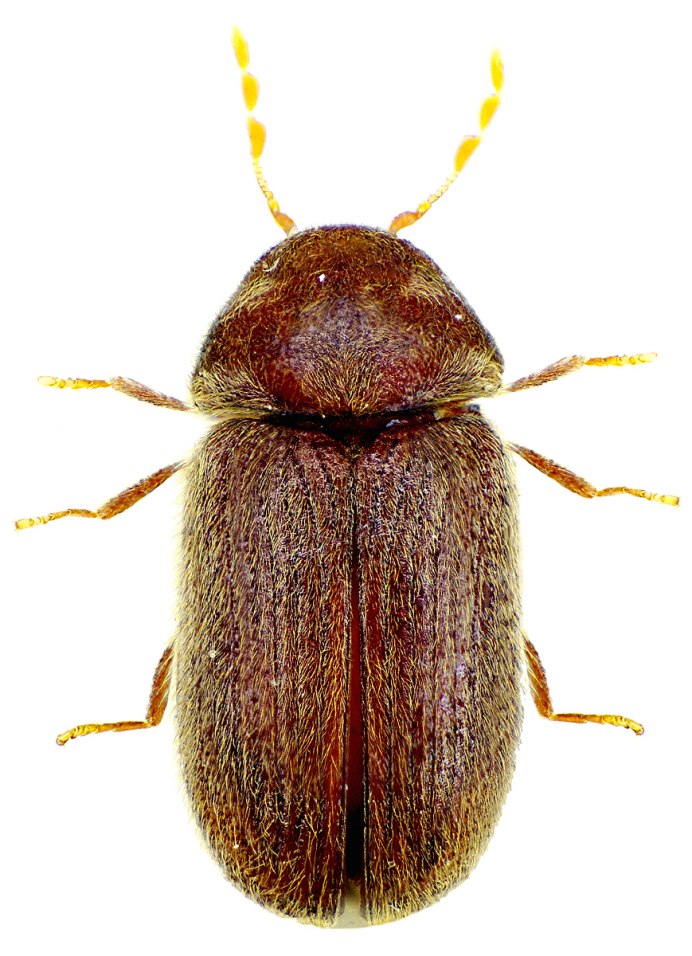 Черный Жук короед Точильщик