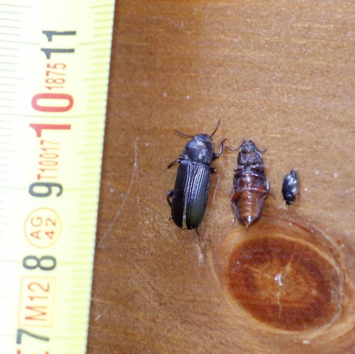 Жук Точильщик