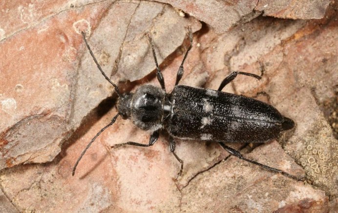 Короед Жук древоточец