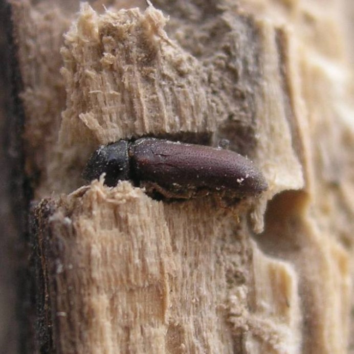 Целлюлозный Точильщик с крыльями фото