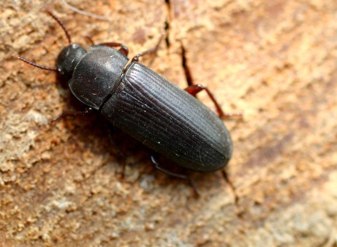 Uloma culinaris