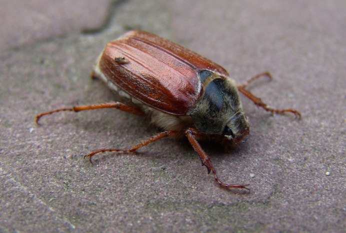 Жук шашель древесный