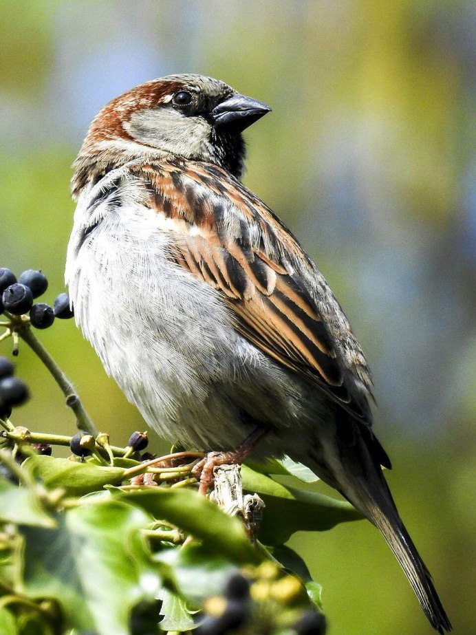 Воробей домовый passer domesticus