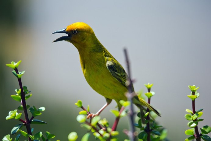 American Yellow Warbler