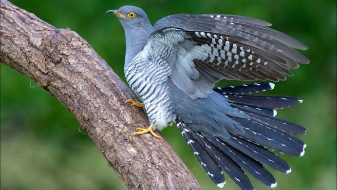 Кукушка Cuculus canorus