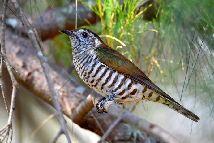 Scythrops novaehollandiae